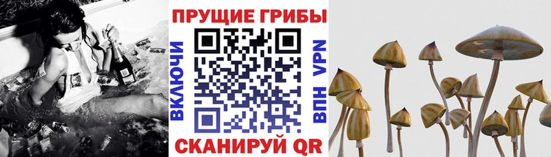 купить   Менделеевск  Галлюциногенные грибы Psilocybine cubensis 